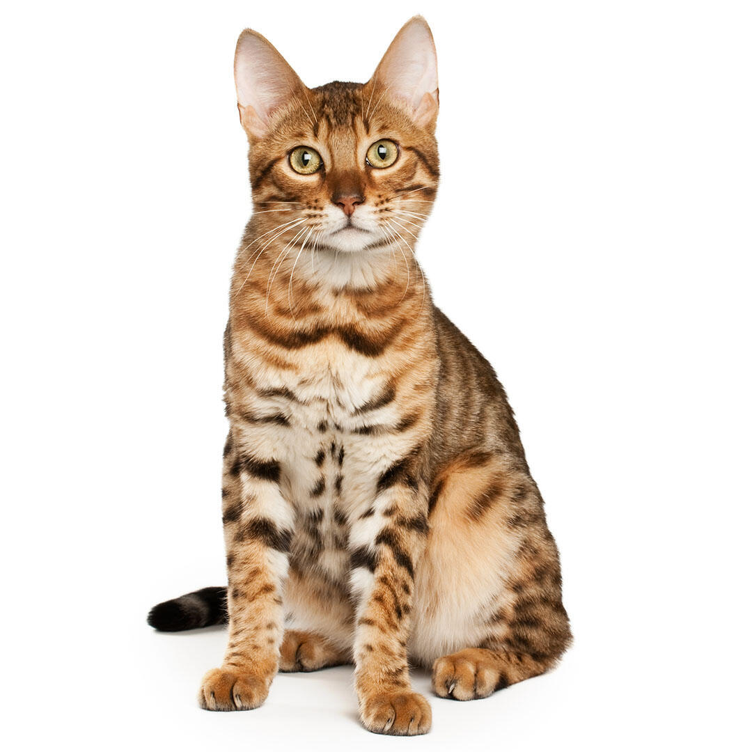 Bangal Cat