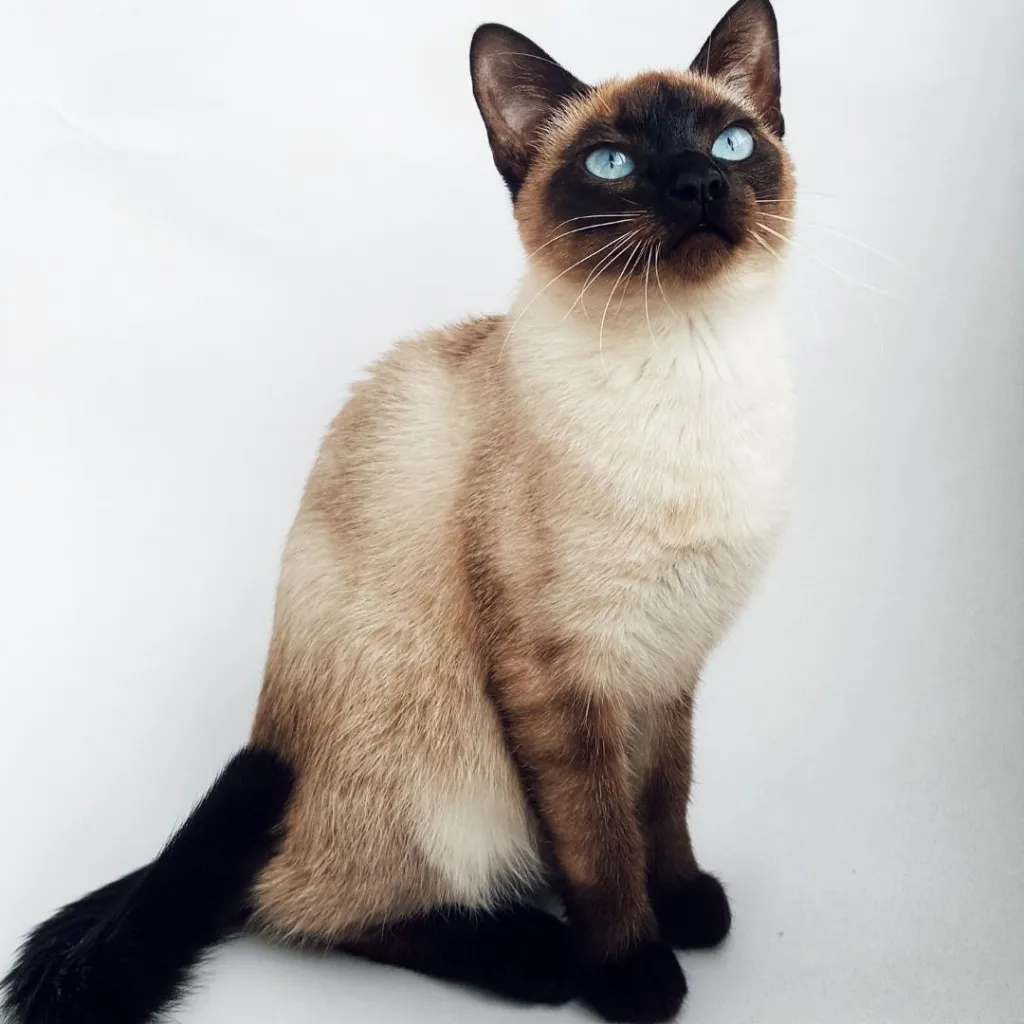 Siamkatze