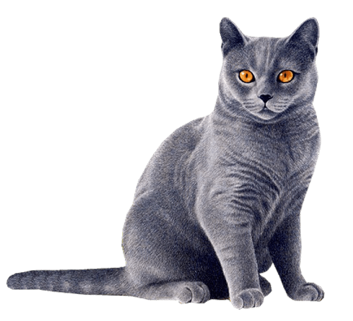 Orange Cat