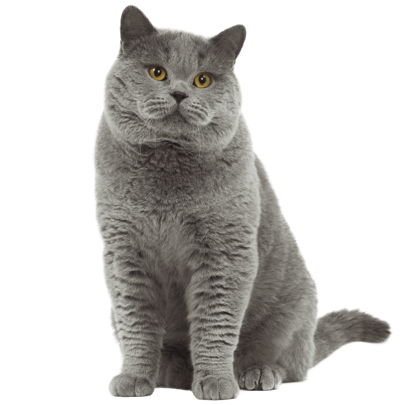 Orange Cat