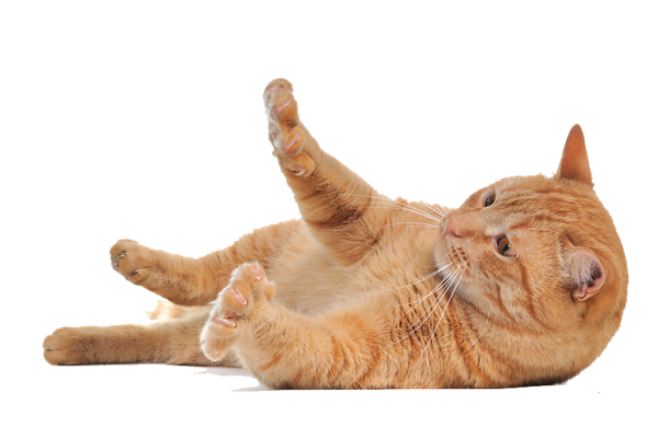 Laying Cat