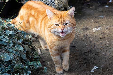 Lizzy the cat